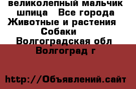 великолепный мальчик шпица - Все города Животные и растения » Собаки   . Волгоградская обл.,Волгоград г.